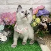 ラグドール【千葉県・女の子・2022年5月30日・シールポイント】の写真1