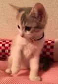 スコティッシュフォールド【千葉県・女の子・2016年7月15日・】の写真2「優しい〜横顔ニャン♪」