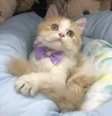 ラガマフィン【千葉県・男の子・2021年4月10日・レッドタビー&ホワイト】の写真2