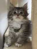 メインクーン【千葉県・男の子・2017年12月2日・ブラウンタビー&ホワイト】の写真2