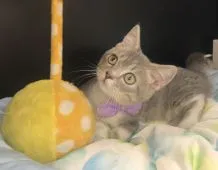 マンチカン(短足)【千葉県・男の子・2021年4月1日・ブルータビー&ホワイト】の写真2