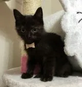 スコティッシュフォールド【千葉県・女の子・2016年10月1日・ブラック】の写真2