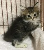 サイベリアン【千葉県・男の子・2018年6月22日・ブラウンタビー&ホワイト】の写真2