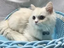 ラガマフィン【千葉県・男の子・2019年4月11日・クリーム】の写真2