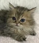 ラガマフィン【千葉県・女の子・2018年10月15日・ブラウンタビー】の写真2