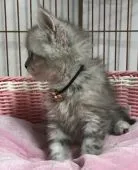 ラガマフィン【千葉県・女の子・2018年4月20日・】の写真3