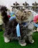 ラガマフィン【千葉県・男の子・2024年7月1日・ブラウンタビー&ホワイト】の写真3