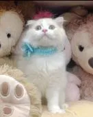 スコティッシュフォールド(立ち耳)【千葉県・男の子・2020年5月1日・クリーム】の写真3