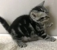 アメリカンショートヘア【千葉県・女の子・2018年12月15日・シルバータビー】の写真3