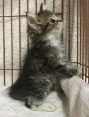 サイベリアン【千葉県・男の子・2018年6月22日・ブラウンタビー&ホワイト】の写真3