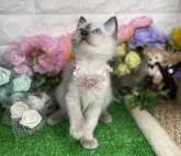 ラグドール【千葉県・女の子・2022年5月30日・シールポイント】の写真3