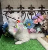 ミヌエット(短足)【千葉県・男の子・2022年11月10日・クリームタビー】の写真4