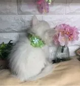 メインクーン【千葉県・男の子・2022年1月5日・ホワイト(エニーアザーカラー)】の写真4