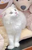 スコティッシュフォールド(立ち耳)【千葉県・男の子・2020年5月1日・クリーム】の写真4