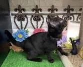 スコティッシュフォールド(立ち耳)【千葉県・男の子・2022年11月28日・ブラック】の写真5