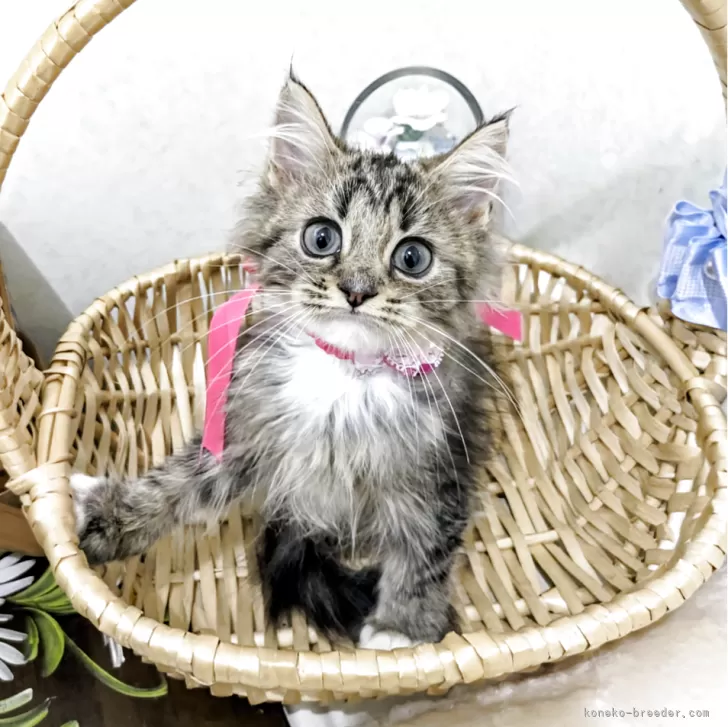 ラガマフィン【千葉県・女の子・2025年8月22日・ブラウンタビー&amp;ホワイト】の写真1