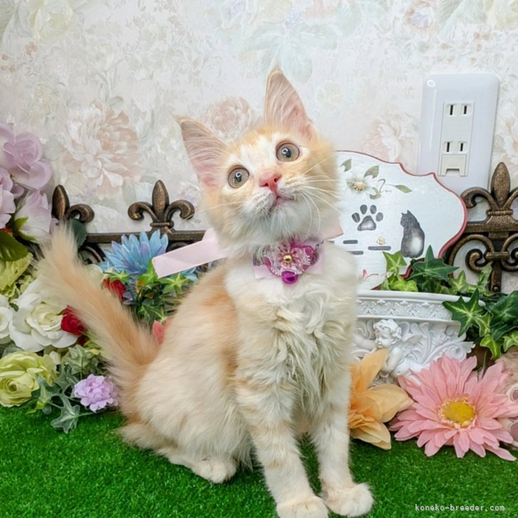 ブリーダー画像