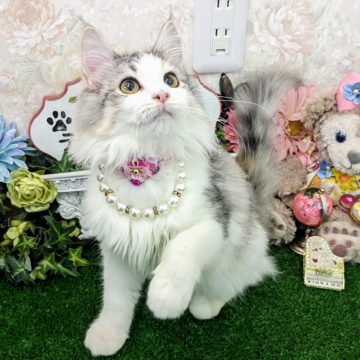 サイベリアン【千葉県・女の子・2025年4月10日・ダイリュトウキャリコ】の写真「淡いパステルカラーの超かわいい女の子❤」