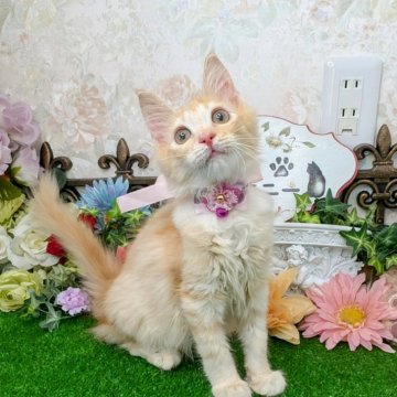 メインクーン【千葉県・女の子・2025年4月1日・レッドタビー&ホワイト】の写真「ベビーフェイスなプリティーガールニャン❣️」