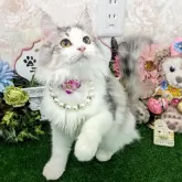 サイベリアン
