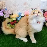 メインクーン