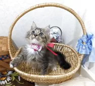 ラガマフィン【千葉県・女の子・2025年8月22日・ブラウンタビー&ホワイト】の写真2