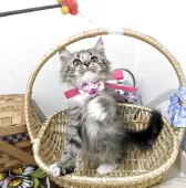 ラガマフィン【千葉県・女の子・2025年8月22日・ブラウンタビー&ホワイト】の写真3