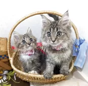 ラガマフィン【千葉県・女の子・2025年8月22日・ブラウンタビー&ホワイト】の写真5