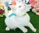 メインクーン【千葉県・男の子・2025年4月1日・ホワイト】の写真4