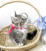 ラガマフィン【千葉県・女の子・2025年8月22日・ブラウンタビー&ホワイト】の写真4