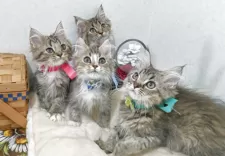 ラガマフィン【千葉県・女の子・2025年8月22日・ブラウンタビー&ホワイト】の写真6