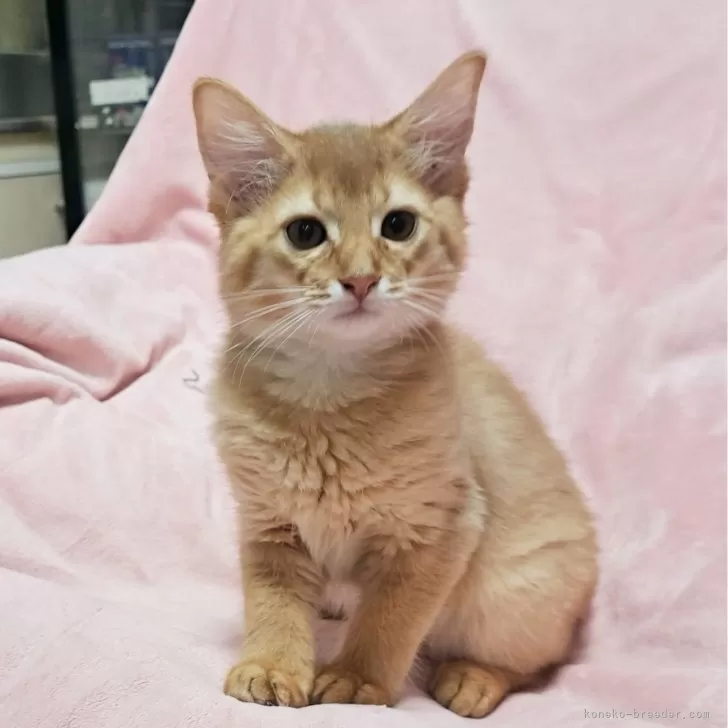 ID：2406-00591の子猫