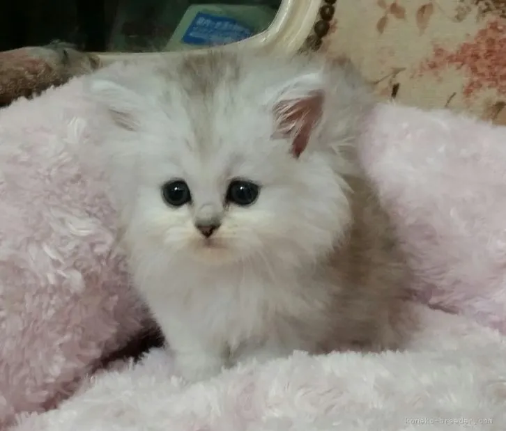 いのせ 様のお迎えした子猫