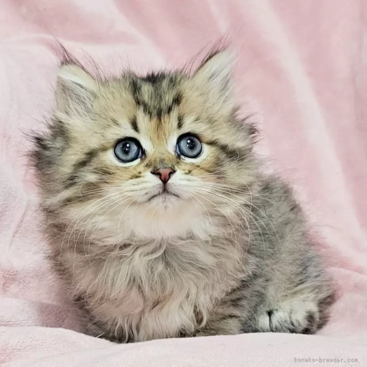 ID：2406-03223の子猫
