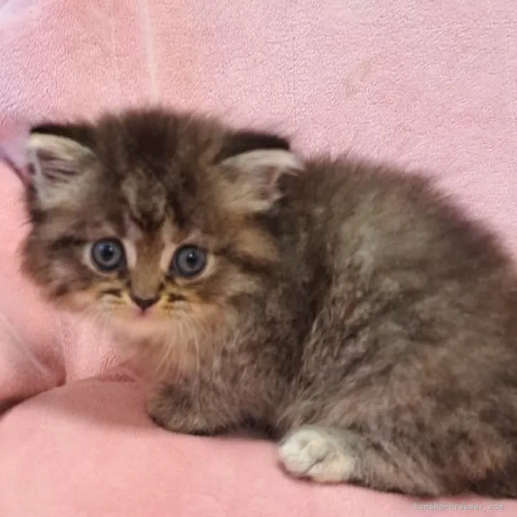 ID：2307-01741の子猫