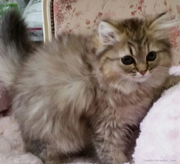 はまあー 様のお迎えした子猫