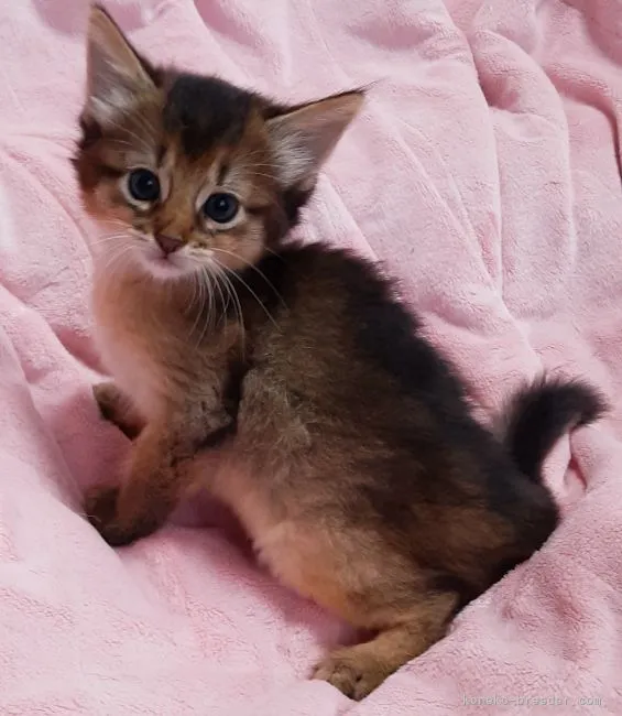 ID:2107-00831の子猫