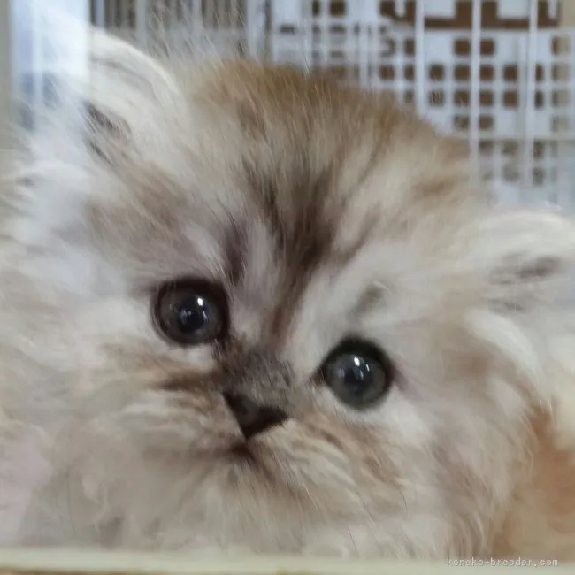 ID：1704-00286の子猫