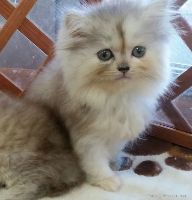 麦 様のお迎えした子猫