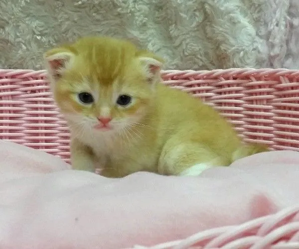 ID：1502-00063の子猫