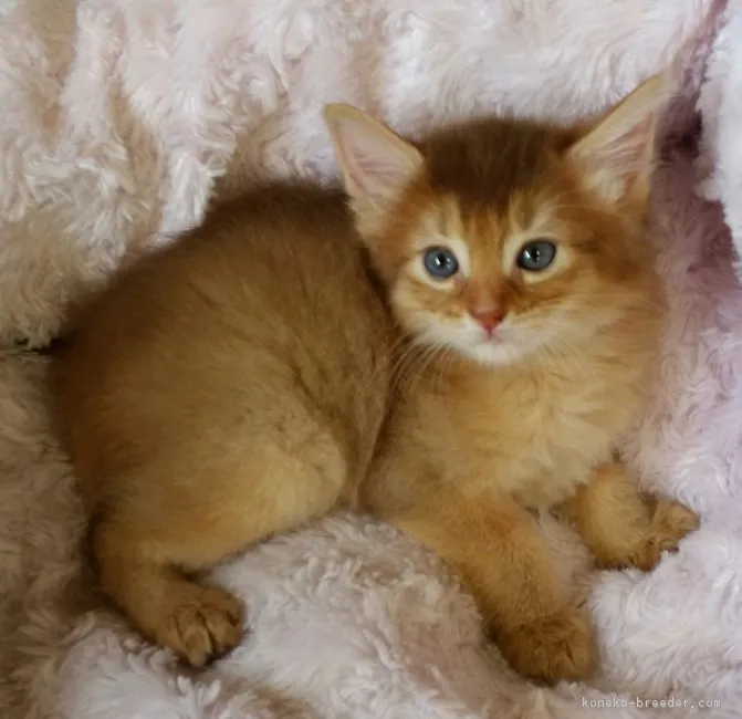 シミズ 様のお迎えした子猫