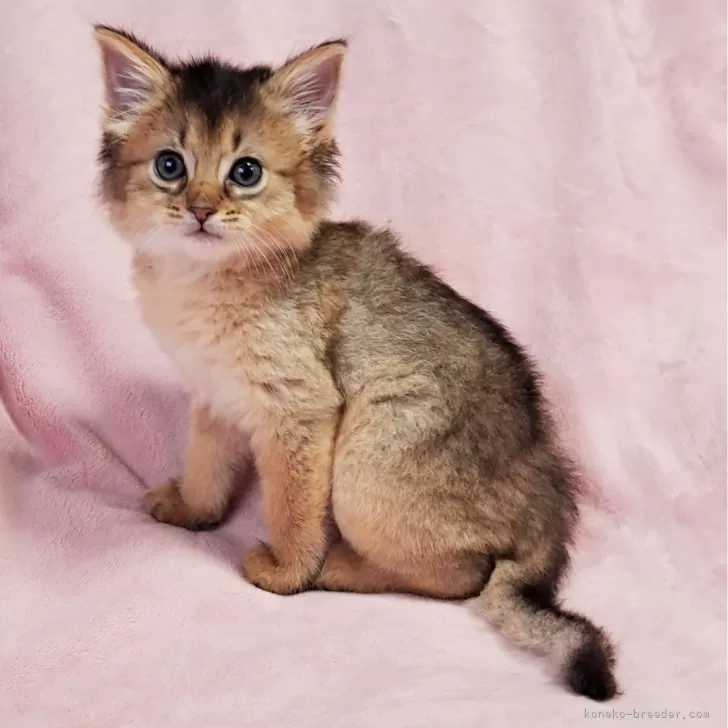 ID：2401-01742の子猫
