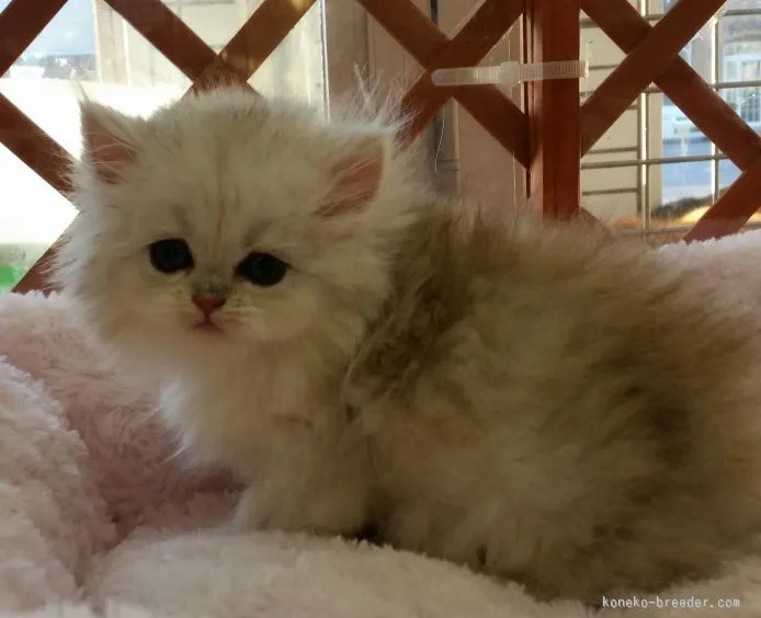 マロンママ 様のお迎えした子猫