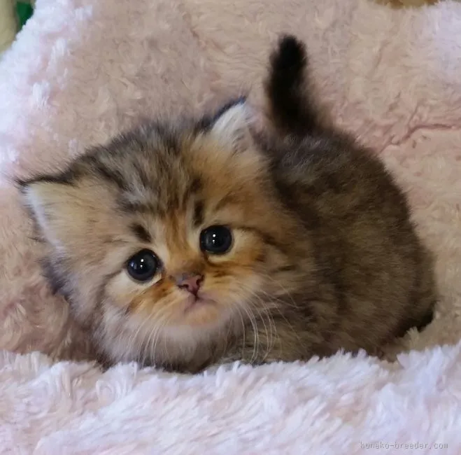 ID：1512-00397の子猫