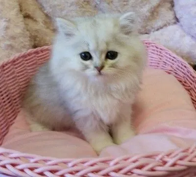 ID:1412-00206の子猫