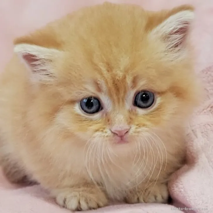 ID:2307-00478の子猫