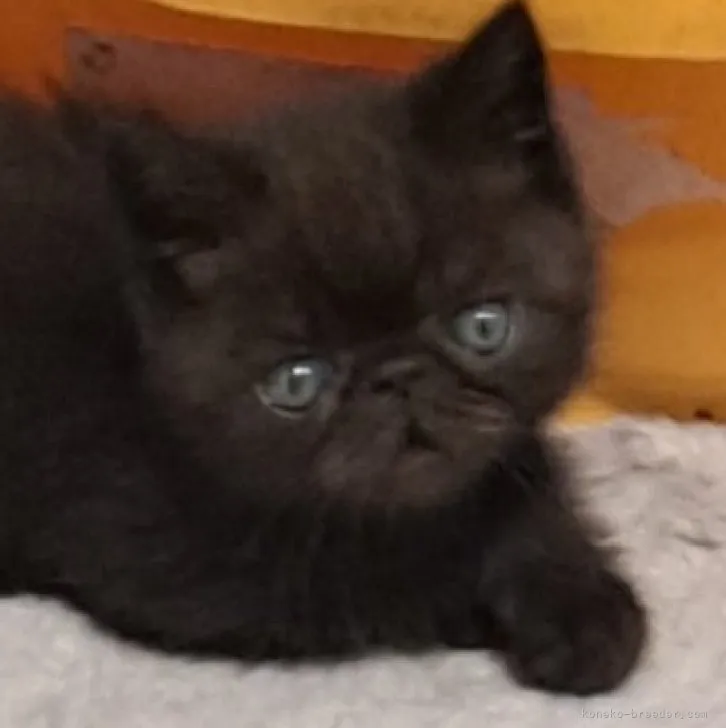 ID：2308-00820の子猫