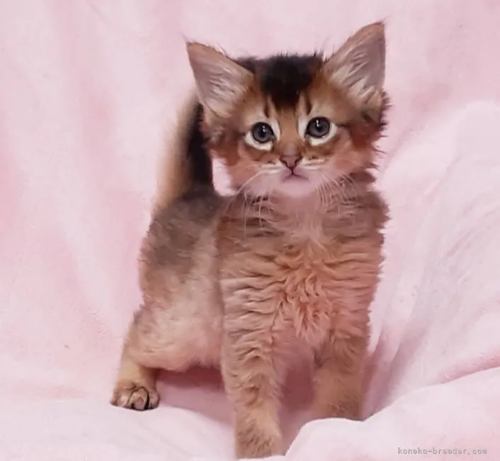 ID：2105-00628の子猫