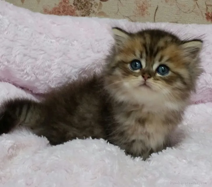 はる 様のお迎えした子猫