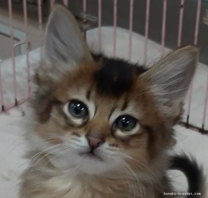 ID:2004-01212の子猫